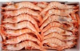 Gamba blanca del mediterraneo nº 1